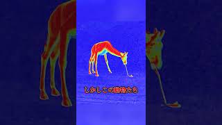 【ホラーゲーム紹介】恐怖の動物園で働くホラーゲーム【Zoochosis】#shorts