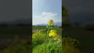 春