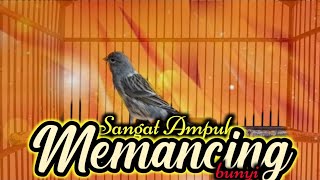 Download lagu cuitan kenari Sangat Jitu merangsang bunyi kenari macet - pancingan kenari macet bunyi mp3