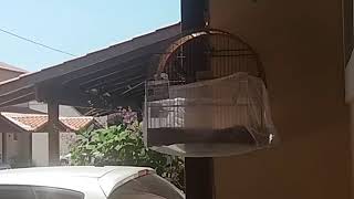 Pardo 135 (Herdeiro x Guerreira) começando a soltar o canto