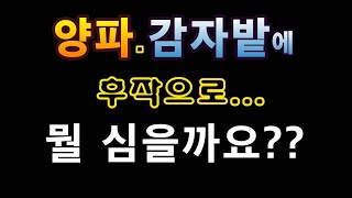 [텃밭농부.672]  양파. 감자밭에 후작으로 뭘 심을까?