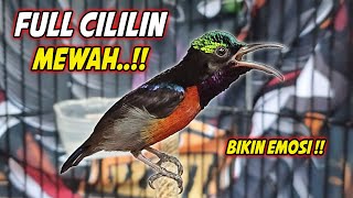 Download lagu SUARA BURUNG KOLIBRI NINJA GACOR FULL NEMBAK ISIAN MEWAH !! PANCINGAN KONIN BAHAN AGAR CEPAT EMOSI mp3