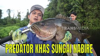 Download lagu [FULL] PREDATOR KHAS SUNGAI NABIRE | MANCING MANIA STRIKE BACK (23/08/25) mp3