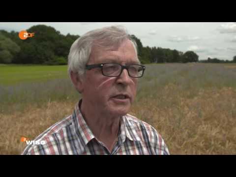 Wie gelangt Glyphosat in Honig?