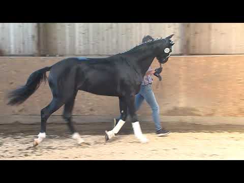 30. Meckl. Körtage 2020 - Kat.Nr. 6 Junghengst v. Da Costa - Dauphin