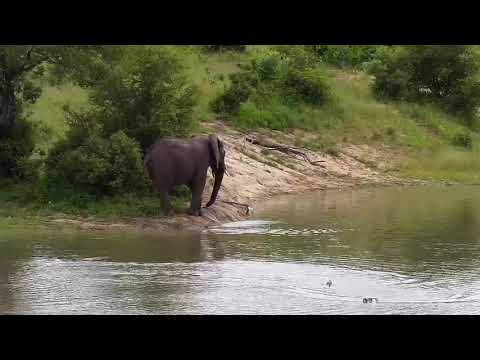 Djuma: Egyptian Geese fighting - 08:01 - 01/09/21