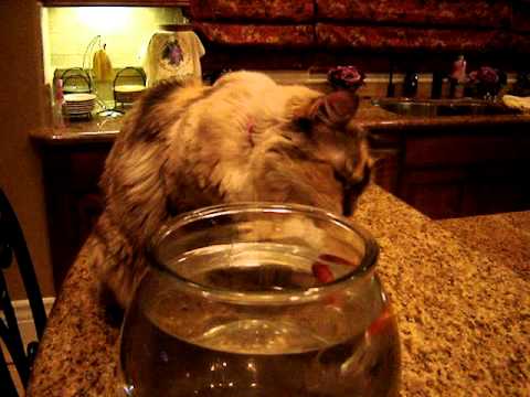 Cat playing with fish