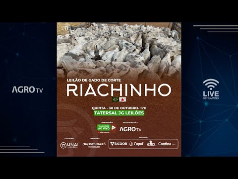 LEILÃO DE GADO DE CORTE DA UNAÍ LEILÕES EM RIACHINHO - MG