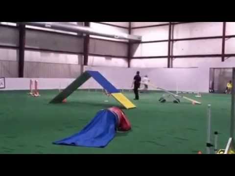 LaMesa--EXC A STD Derby City Agility 9/3/12