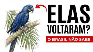 Miniatura do vídeo