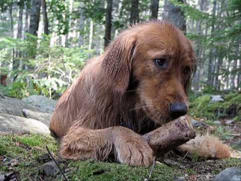 Prica o covjeku i psu Izgubljena generacija