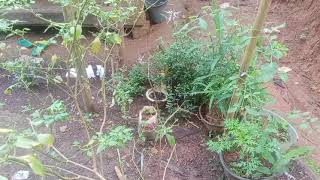 Download lagu Lagu Ida Laila full album/lagu lawas mp3 Download lagu Lagu Ida Laila full album/lagu lawas mp3