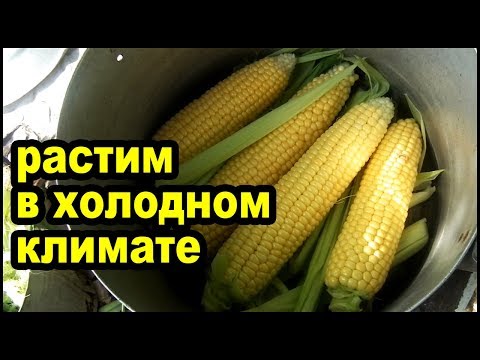 Как вырастить много кукурузы в холодном климате