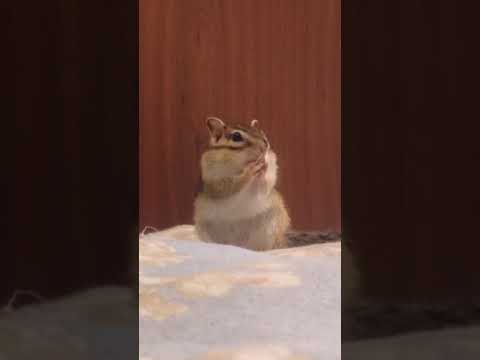 シマリス、Respountchous、Tamus Comunis