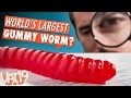 Burning Questions: World's Largest Gummy Worm