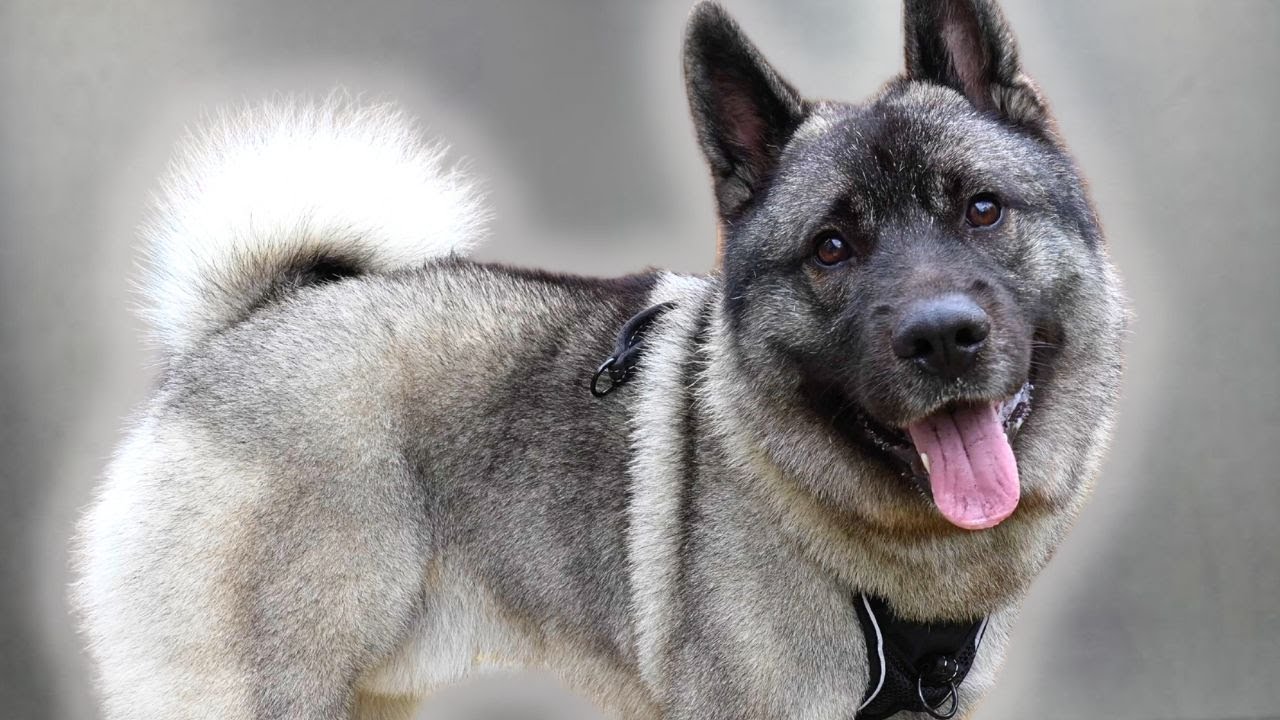 A Norwegian Elkhound Has An Unhealthy Obsession With Pancakes🥞
