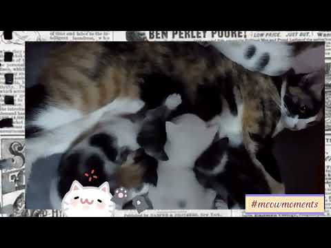 Lovable mother breastfeeding time / cute kittens😻 | meow moments #cats #catsvideo#stressreliever