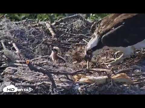2018 - Skidaway Osprey Chick #2 Hatching!