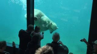preview picture of video 'Speeltijd voor ijsbeertje Vicks in Blijdorp - Playtime polar bear Vicks in Rotterdam Zoo'