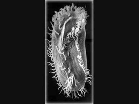 MC Hums - Einzeller.TK (Teil IV)