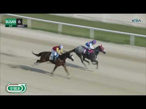(Busan) 2023.06.09 R6 Class 4 (1200M) Handicap