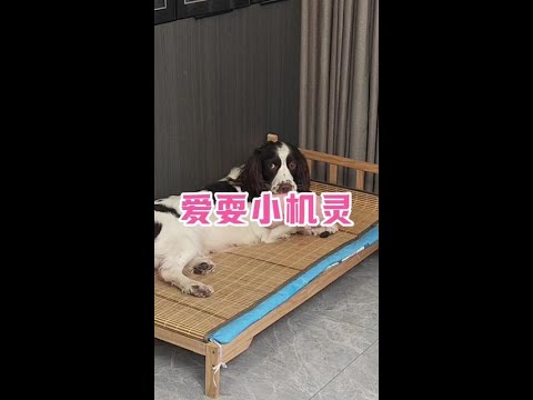 爱抖机灵的小狗#它真的没把自己当狗 #狗子成精了 #史宾格#喜豆