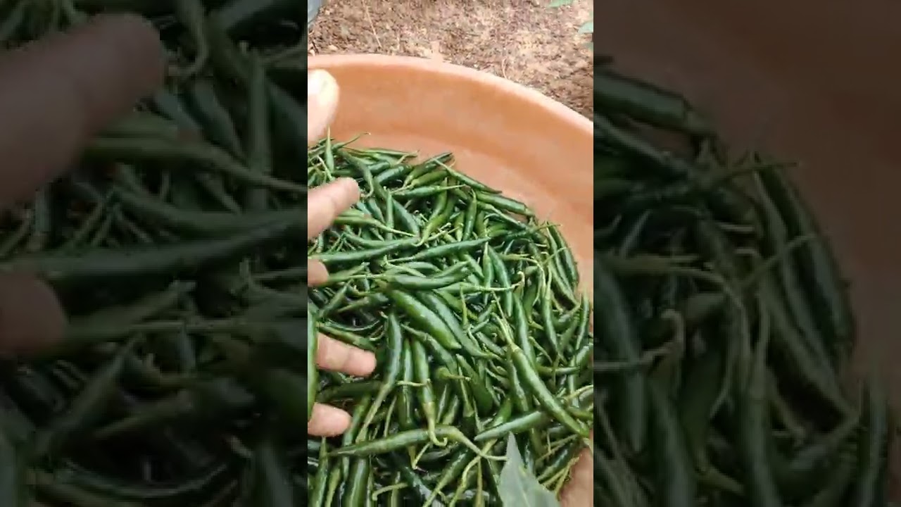 DOOM Chilly Grown in Doddakadathur by KP MARISWAMY Good heild