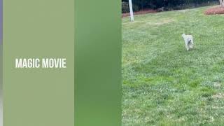 Video preview image #1 Mutt Puppy For Sale in Cary, NC, USA