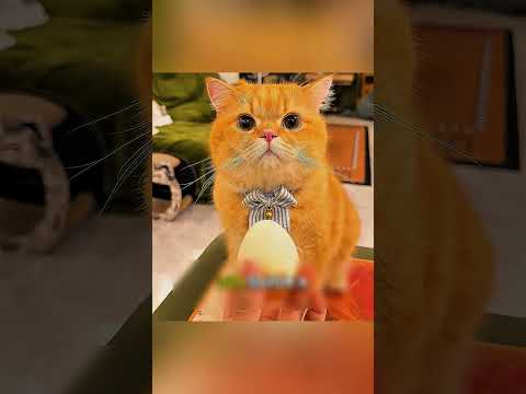 لما القطه وقعت العصير صاحبتها فهمت انها كانت بتحميها من خطر كبير #اكسبلور #ماوراءيات #قصص #ملخصات