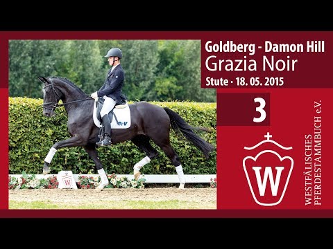 03 Grazia Noir  Stute v. Goldberg - Damon Hill