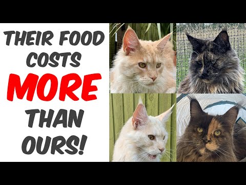 What do Maine Coons eat? Are they fussy eaters?