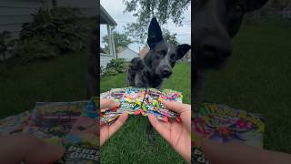 Mega Zygarde ex box pack 4 #pokemon #dog #pokemontcg #pokemoncards #perfectorder