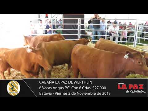 02-11-18 Venta de Vacas Angus P.P. y P.C. Con Cría - Cabaña La Paz de Werthein - Batavia