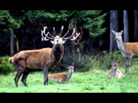 Projekt X - Auf der Jagd