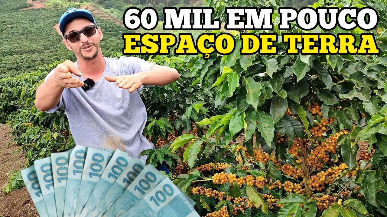 SERA QUE É POSSÍVEL VIVER DA RENDA DE 5 MIL PÉS DE CAFÉ ❓🌱
