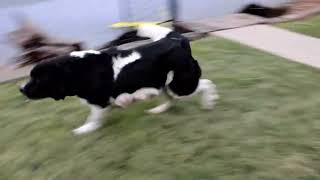 Newfoundland Puppies For Sale