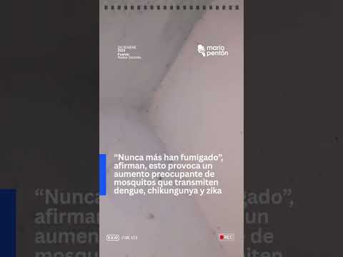 ❌Un video en redes sociales muestra un enjambre de mosquitos en una vivienda en Cauto Cristo, Granma