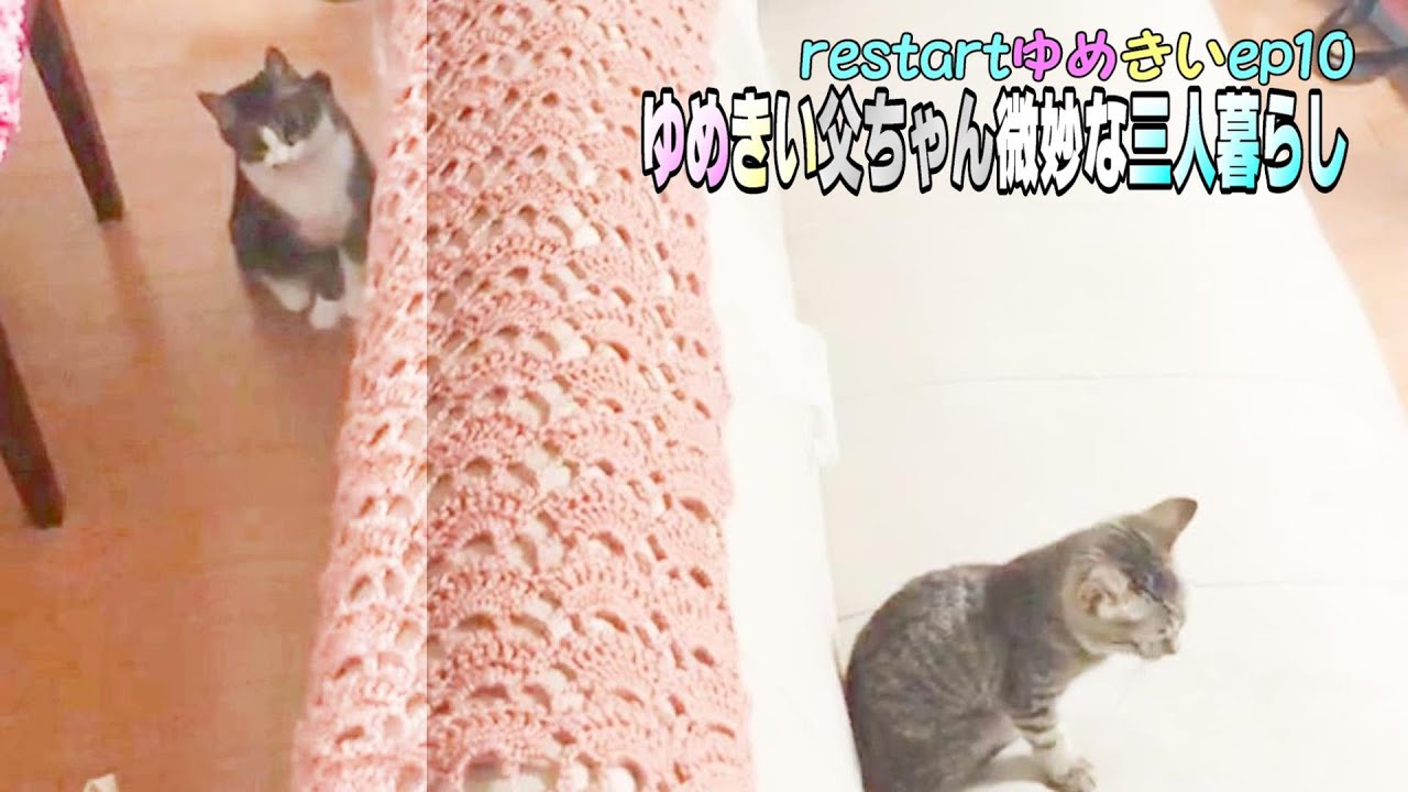 きいちゃん保護48日目の微妙な三人暮らし【restartゆめきい EP10】