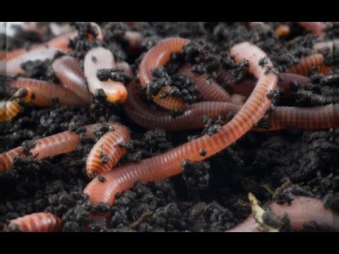 Red Wiggler Worms Reproduction Bins