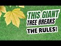 Sycamore Trees Fast Growing Long Lasting Shade For Central Texas Fitzgerald S Landscaping