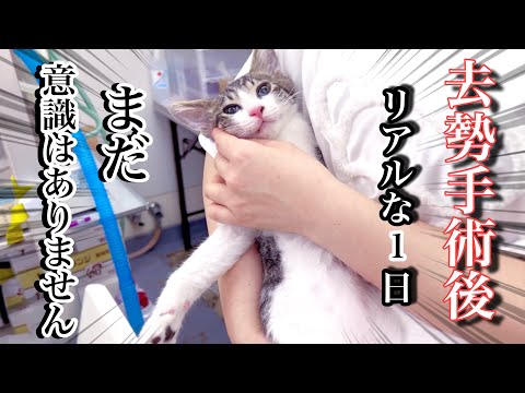 猫が去勢手術後に嘔吐するのは正常ですか?