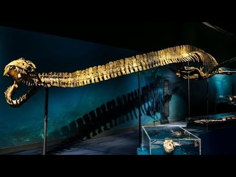 Prehistoric Marine Reptiles | SA Museum