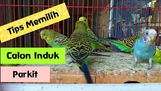 Download lagu Belajar Ternak Parkit | Cara Memilih Calon Induk Yang Benar mp3
