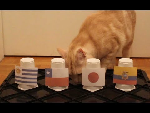 Group C - Cats Copa América 2019 Prediction