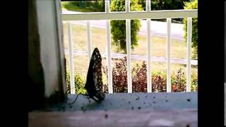 Seahaven - Bottled (Acoustic)