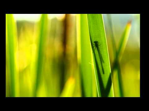 Amasing Praise: Geh auf deinem Weg