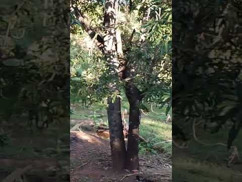 horta de Joaquim Felício mg
