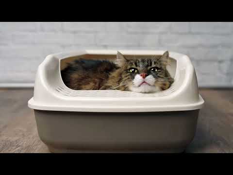 When Do Kittens Start Pooping? Know Your Furry Pet Friend Better!