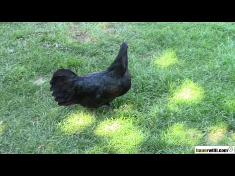 Hühner Teil 3: Der Rheinländer