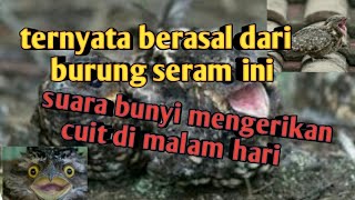 Download lagu ternyata burung ini yang suka bunyi cuit di malam hari mp3